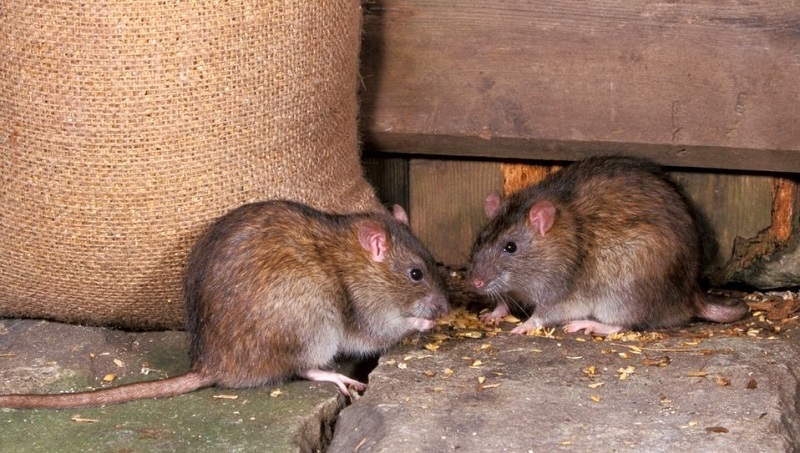 Thuốc diệt chuột Killrat gói 50gr