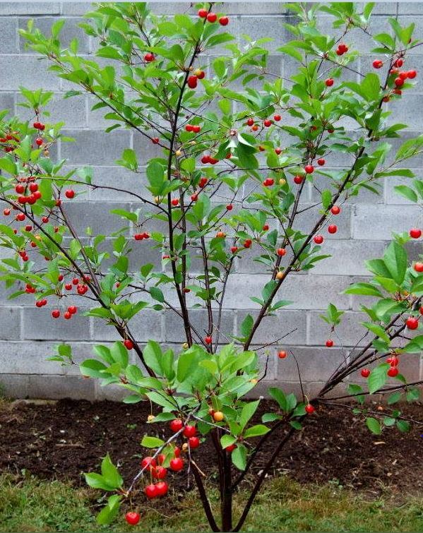"Gói 10 "Hạt giống Cây Ăn Trái Cherry Đỏ [Seeds]