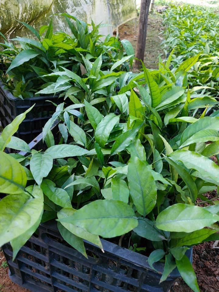 COMBO 5 Cây Rau Sắng ( ngót rừng, mì chính )