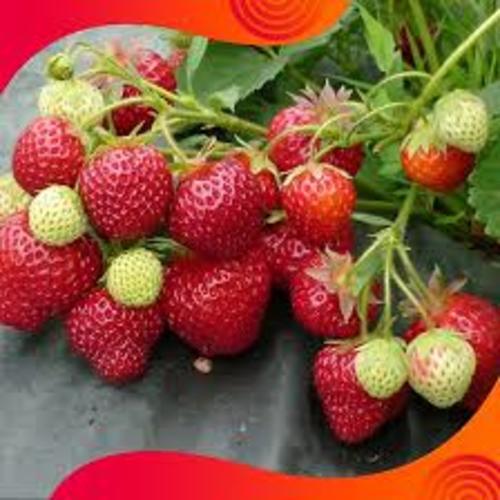 cây DÂU TÂY giống siêu quả, ngọt mát thơm