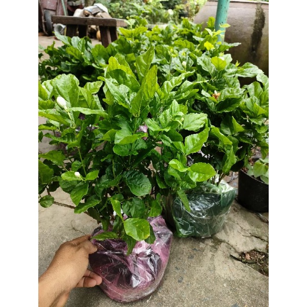 Chậu hoa lài tiểu thư (hoa kép)