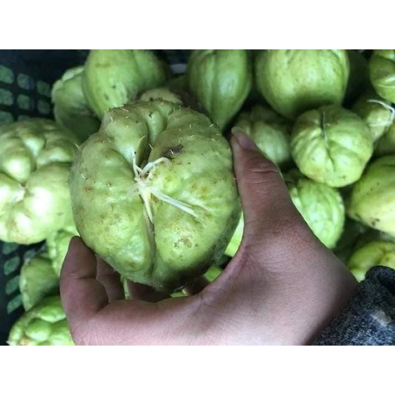 [ Cây Tuyển ] quả su su giống