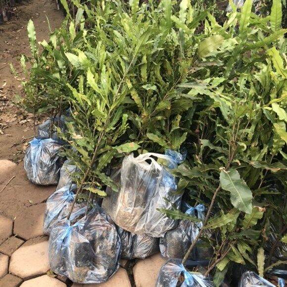 CÂY GIỐNG MACCA GHÉP SIÊU SỚM (có tem chuẩn giống)