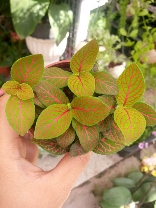 Cây cẩm nhung , lá cỏ may mắn màu đỏ