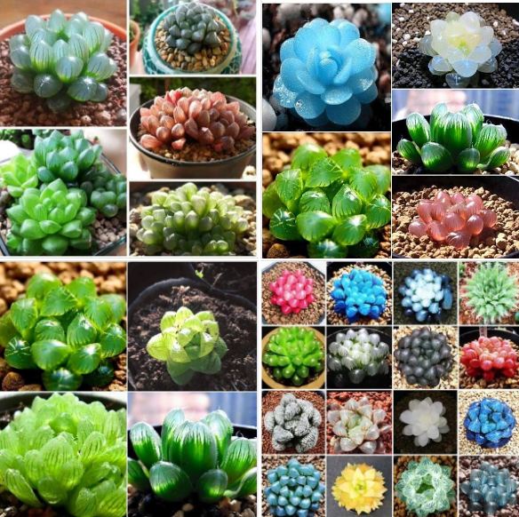 Hạt giống  sen đá kim cương ( sen đá ngọc 200 hạt )