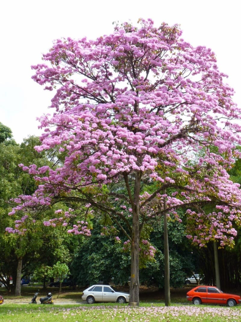 [Viện Công Nghệ Sinh Học Nông Lâm] Cây giống PHONG LINH TÍM