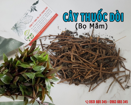 Cây Thuoc Dòi Khô 100G (Cây Bọ Mắm) - Thảo Dược Thanh Bình