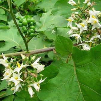 [Cây dược liệu] Cây giống Cà Gai Leo