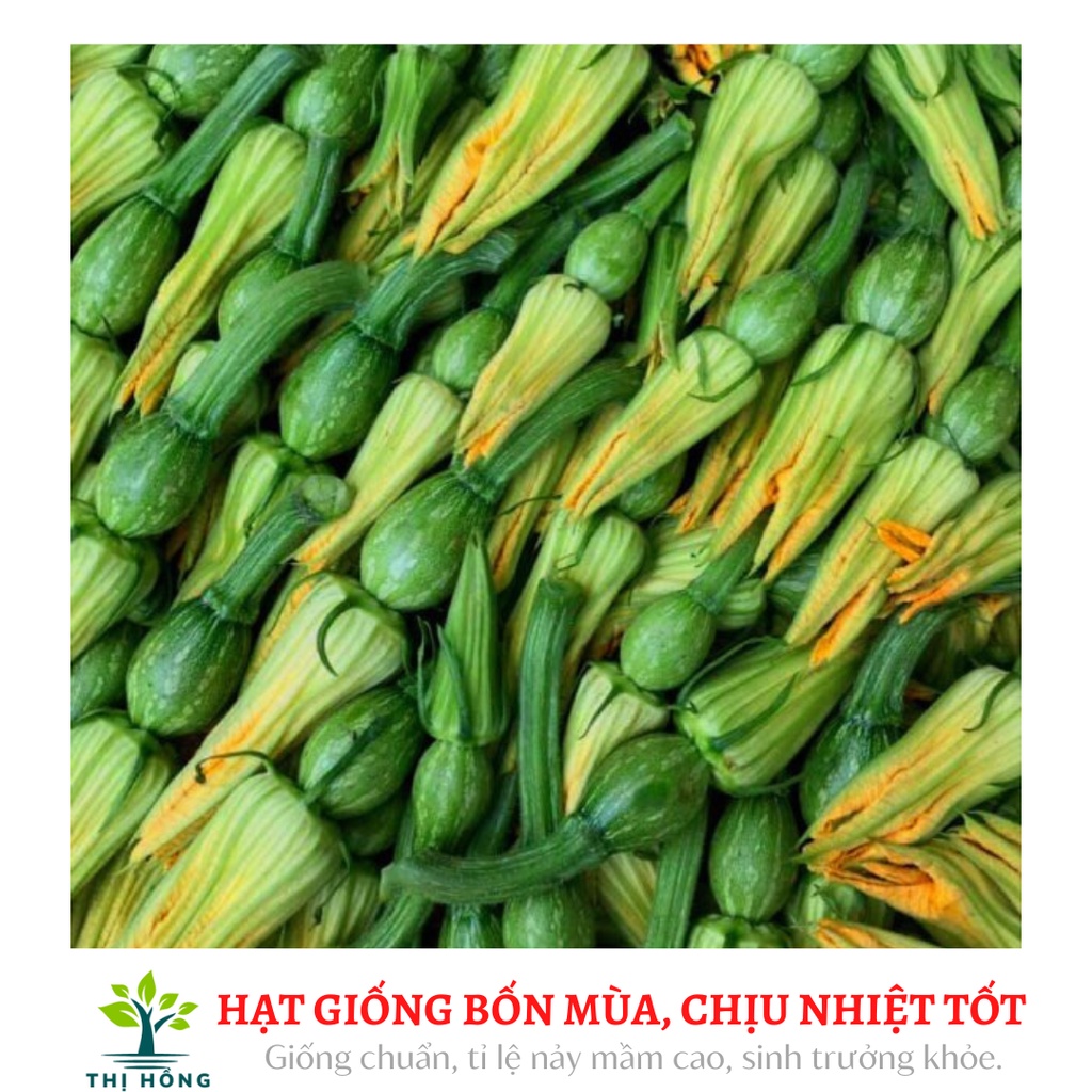 Hạt giống bí siêu nụ (bí ngô bao tử, bí non, nụ bí bao tử, trồng bốn mùa)