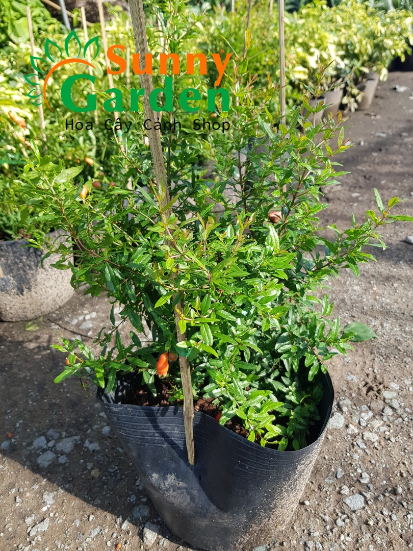 Cây Lựu Lùn, Cao 30-40cm - Cây Ăn Quả - theo phong thủy, lựu mang lại may mắn, tài lộc và bình an cho gia đình nên thích hợp trồng cảnh trước nhà + ( Tặng 3 cây chè xanh)