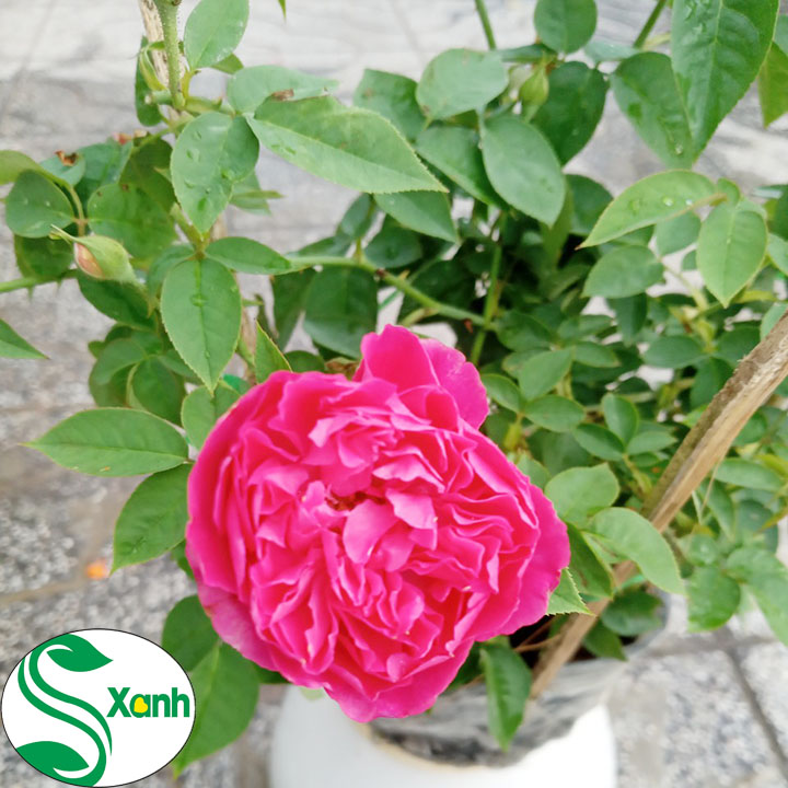 Hoa Hồng Tường Vi Dễ Trồng Hoa Thơm