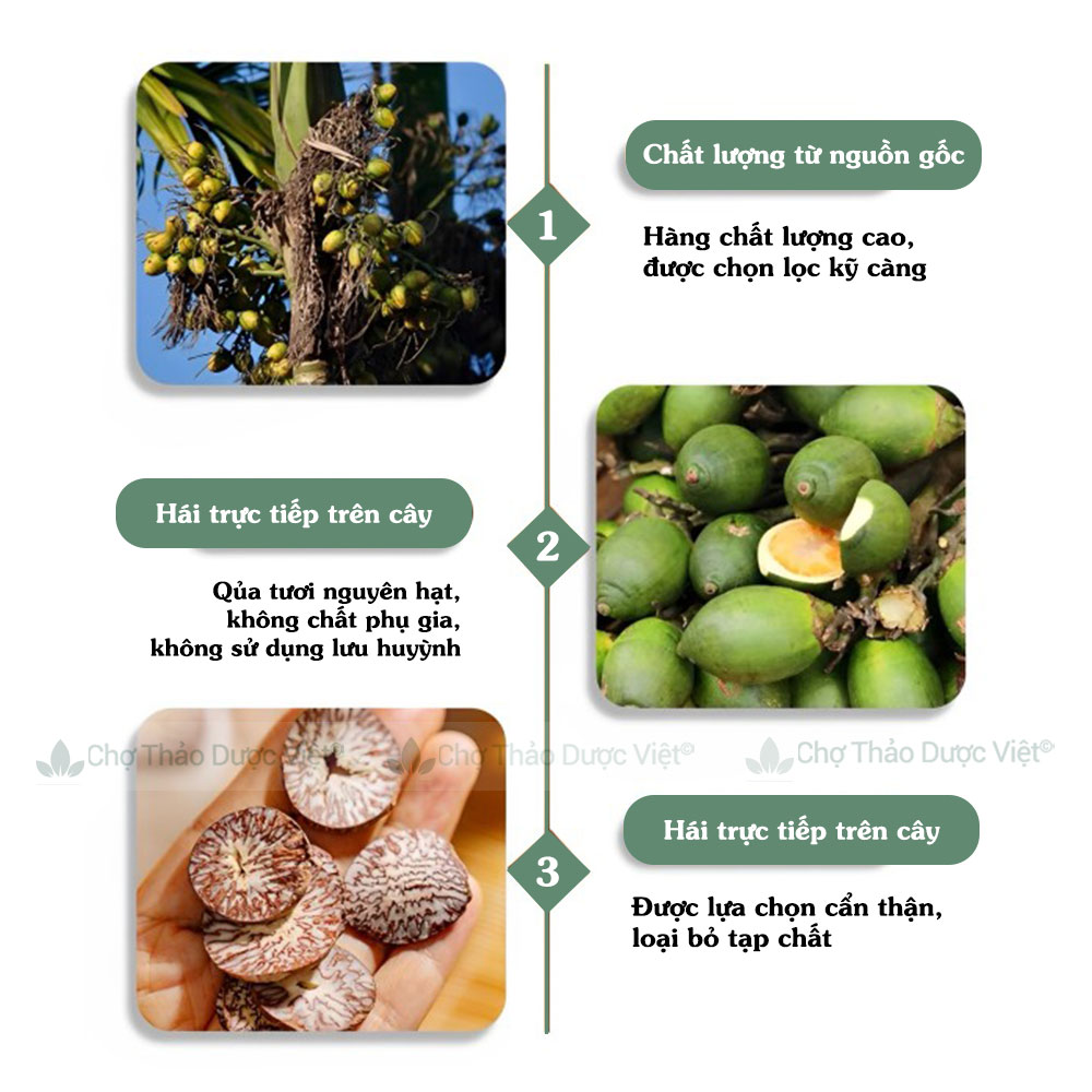 Dried Areca Nuts 100g, Whole, Clean, Beautiful, Reduces Toothache and Tooth Decay - Viet Herbal Market