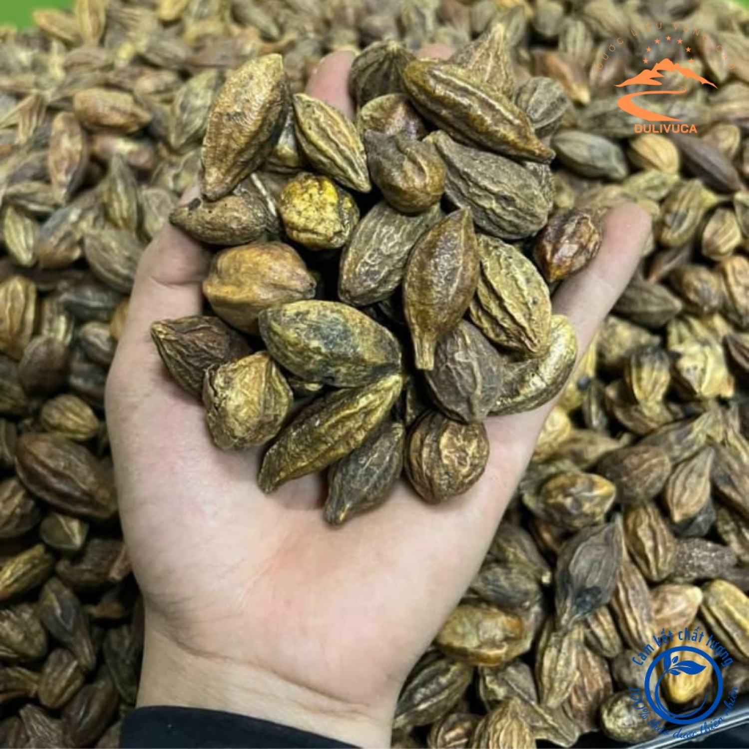 Quả Kha tử khô giúp ngừa ho , Hạt Kha tử rừng khô ngậm giúp sạch phổi, trừ ho, khản tiếng.