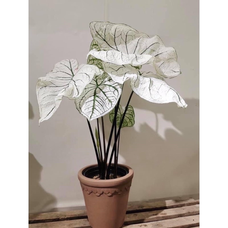 Củ môn trắng - chơi kiểng lá - caladium white christmas