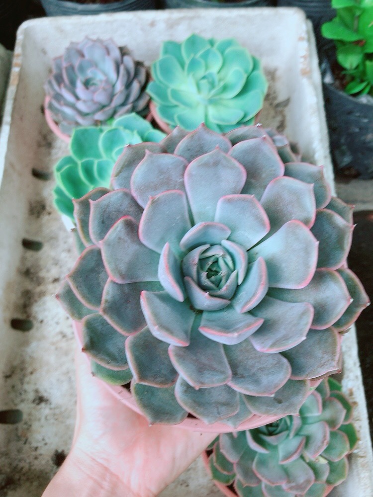 Sen đá tím size đại