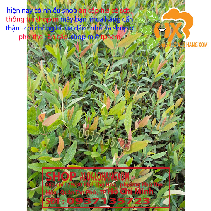 [HCM]combo 50 cây bạch đàn  cây giống