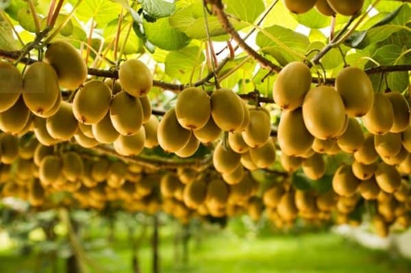 Cây giống KIWI RUỘT VÀNG.