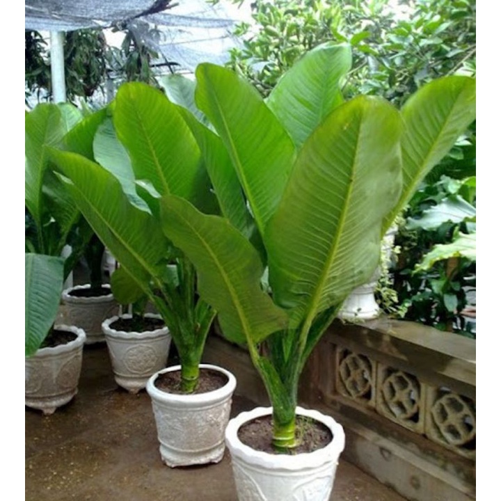 CÂY ĐẠI TỶ PHÚ (CÂY PHONG THỦY PHÁT TÀI)