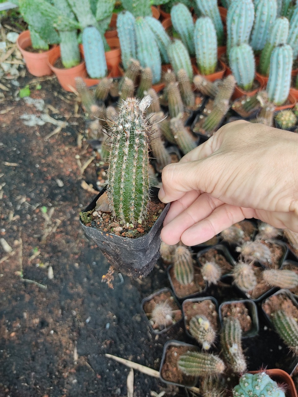 Xương rồng THIÊN THẦN BÓNG ĐÊM (cao 9-11 cm)