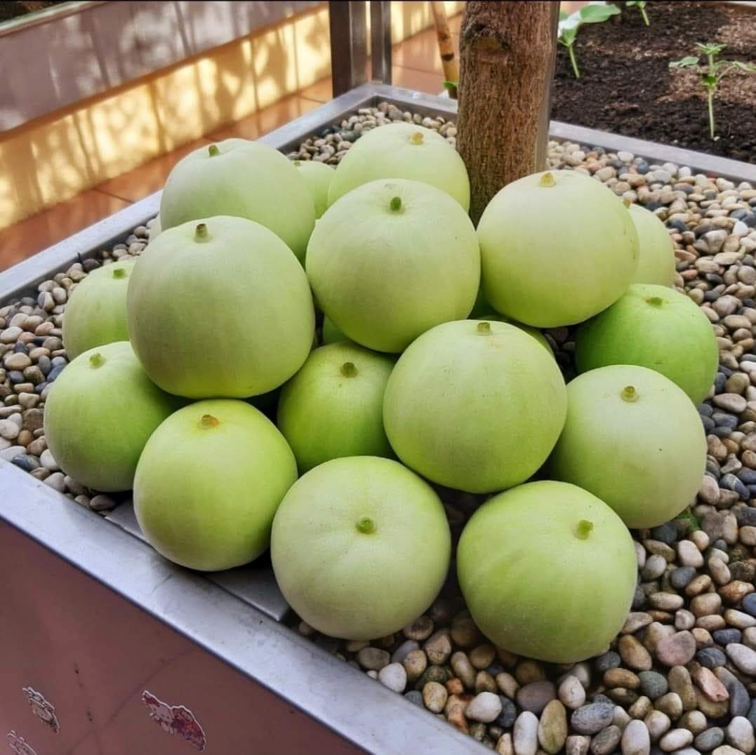 Hạt giống Dưa Lê Popoca (0,5g~35 hạt) trái siêu ngọt, thơm, chắc quả, trồng quanh năm- Hạt giống Rạng Đông