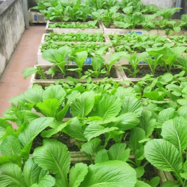 Sale Hạt giống rau cải mơ lùn chất lượng cao - Tặng kích mầm & Tài liệu hướng dẫn gieo trồng