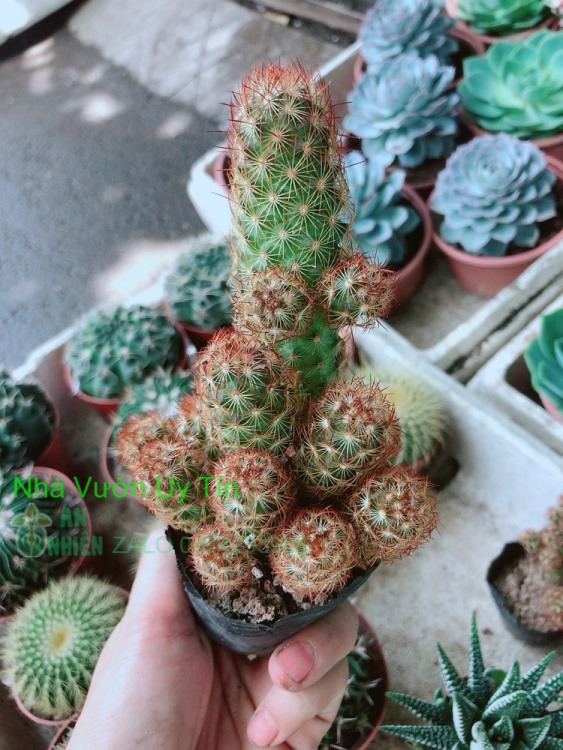 Xương Rồng Thạch Trụ