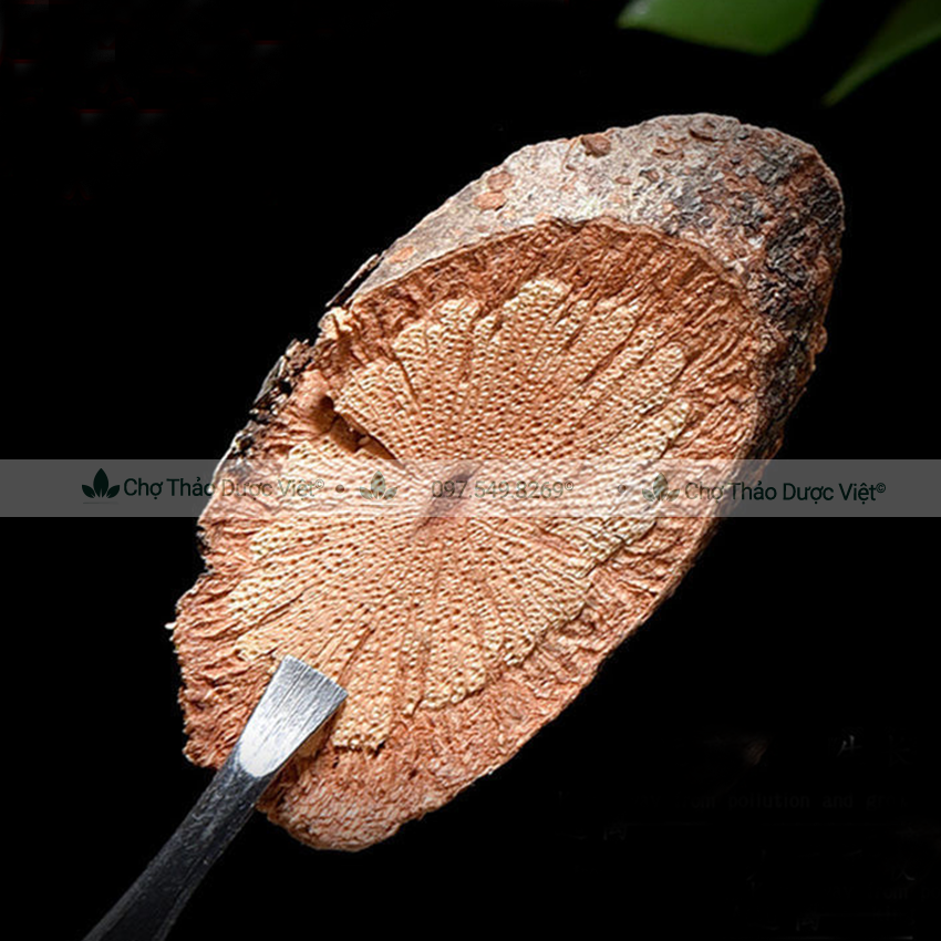 Dạ giao đằng khô 500g - Chợ Thảo Dược Việt