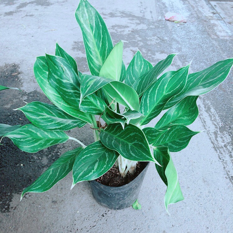 Cây Bạch Mã Hoàng Tử