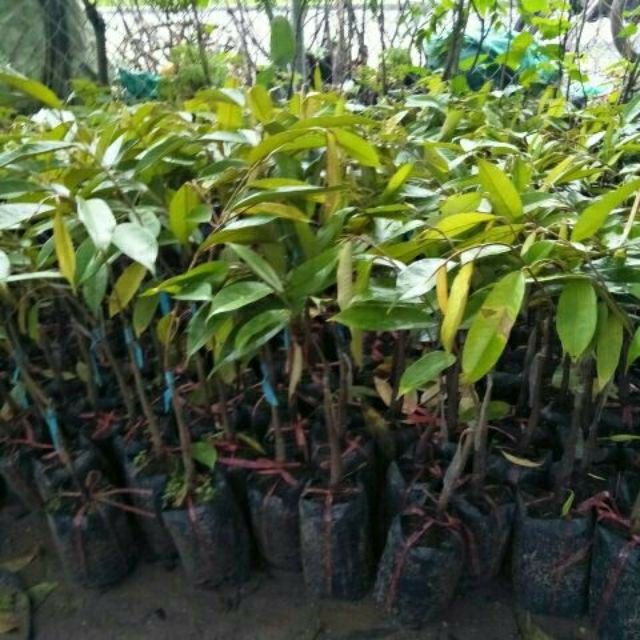 cây giống sầu riêng monthon thái lan