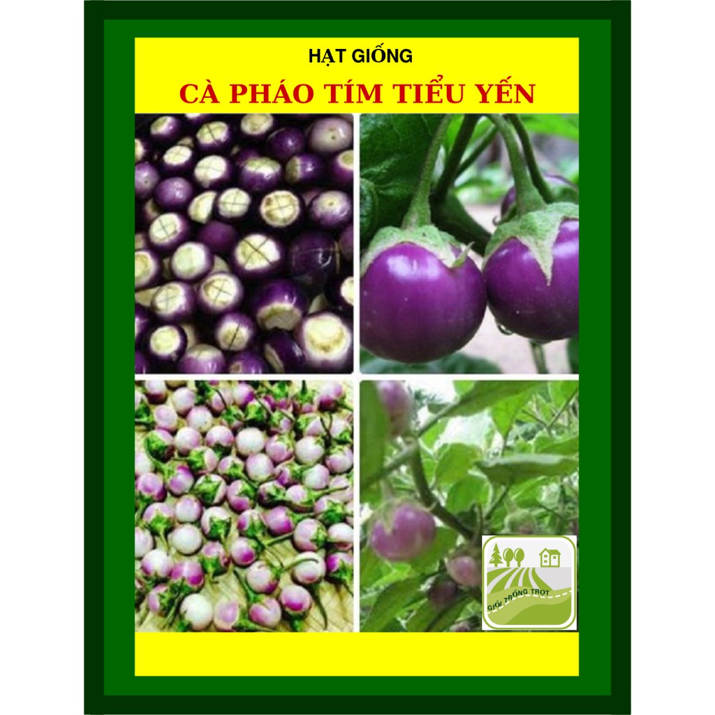 1G - Hạt Giống Cà Pháo Tím Tiểu Yến