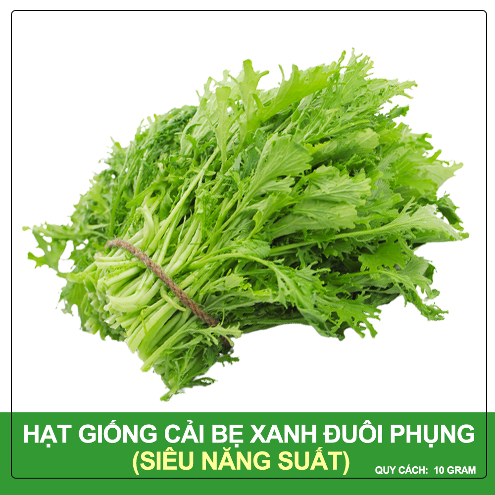 Hạt Giống Cải Bẹ Xanh Đuôi Phụng Phú Nông Gói 10 Gram