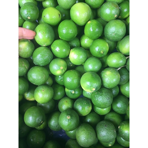 1kg chanh tươi quả to, mỏng vỏ, nhiều nước
