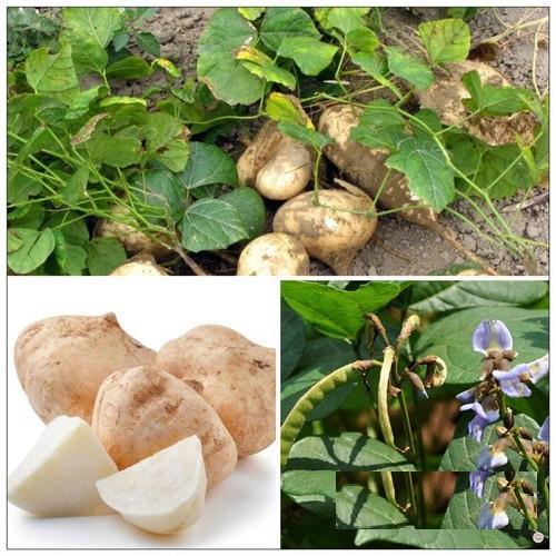 HẠT GIỐNG CỦ SẮN CỦ ĐẬU - GÓI 10 GRAM