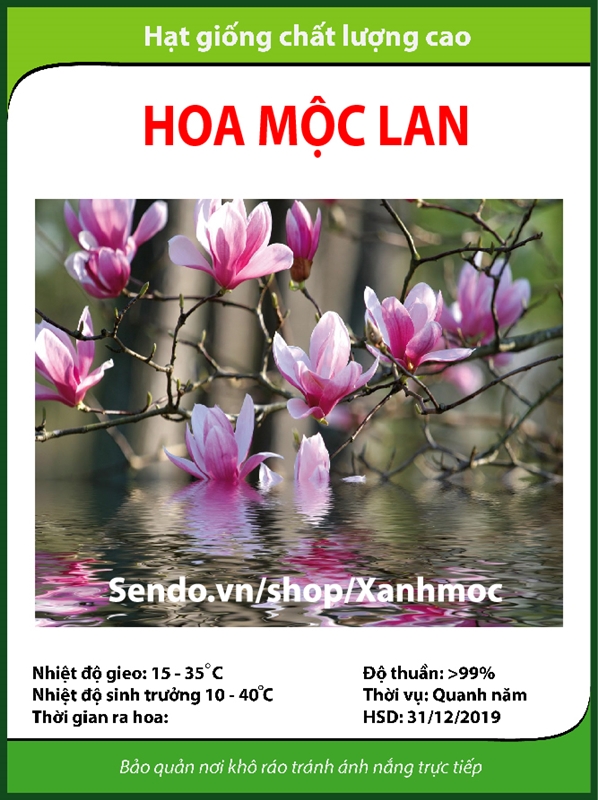 Hạt giống hoa Mộc lan