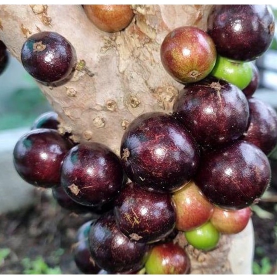 Ma247 hạt giống nho thân gỗ 10 hạt- tặng thuốc kích mầm siêu tốc