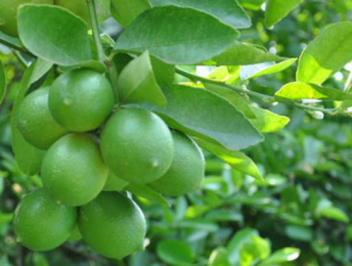 CÂY GIỐNG CHANH KHÔNG HẠT QUẢ CHÙM