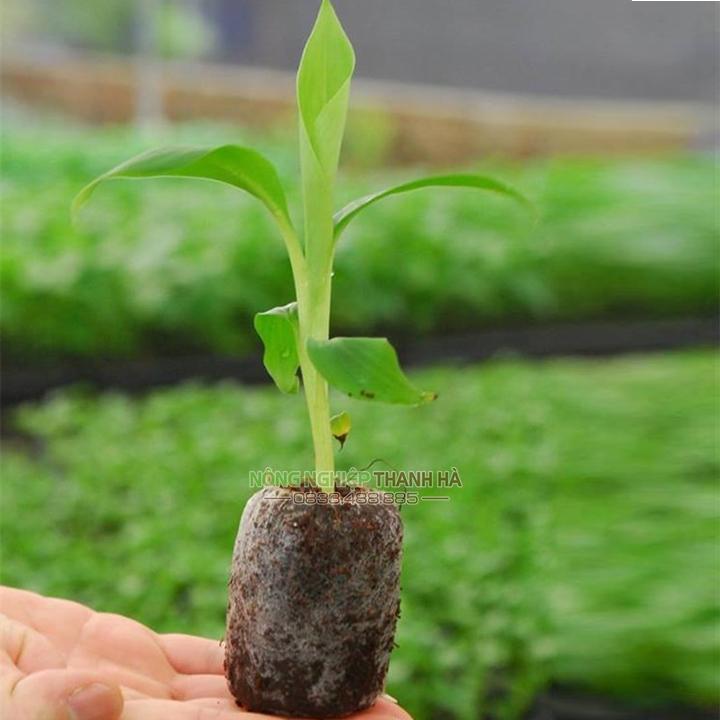20 viên nén mụn xơ dừa ươm hạt, ươm cây