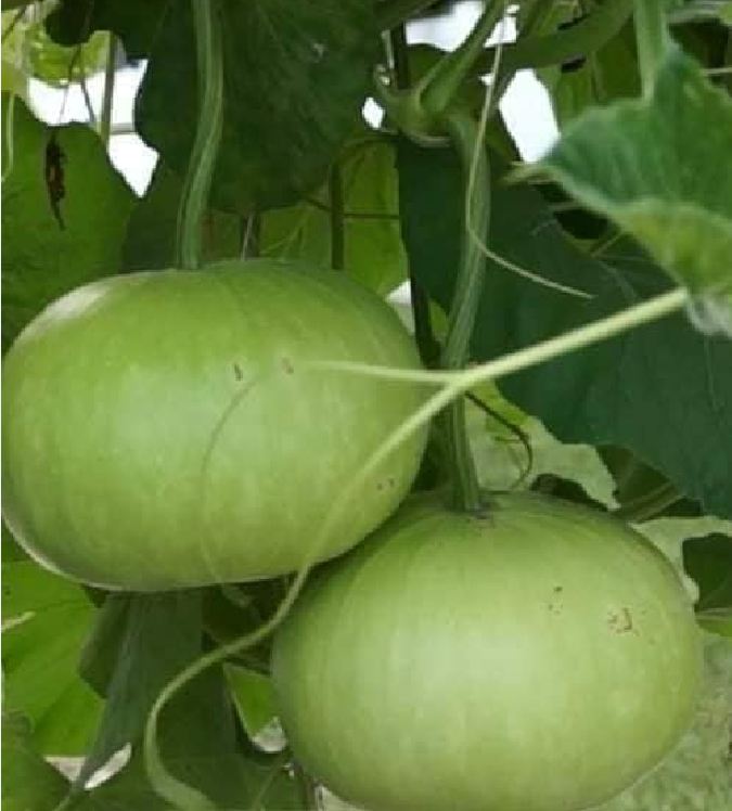 Hạt giống bầu tròn Thái - gói 2gram( 10 hạt)