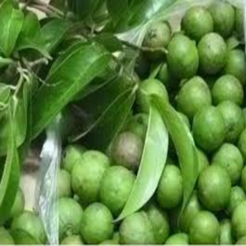 Cây giống sấu ghép. Cây giống cghuaanr F1 sai quả cho năng suất cao