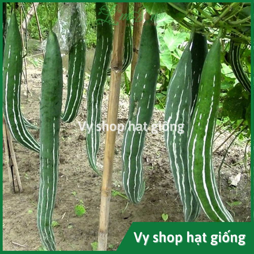 Hạt giống lặc lè (lặc lày, mướp mèo, mướp ngọt...) gói 5 hạt nhập Thái Lan