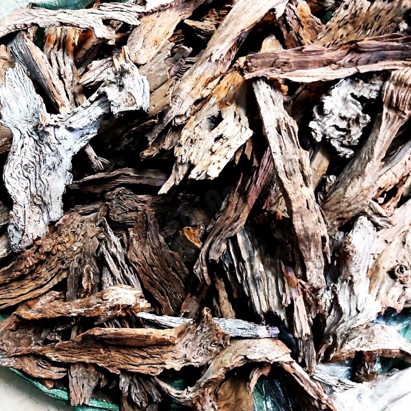 lũa san đá miếng - lũa miếng thuỷ sinh