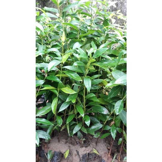 Cây giống vối nếp choai_trung tâm cây giống eakmat tây nguyên