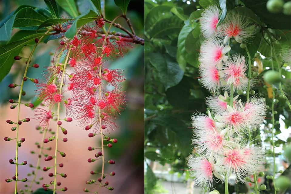 Hạt giống cây lộc vừng hoa đỏ
