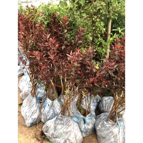 Cây mận đỏ nhập khẩu ( lá đỏ quả đỏ) cao 70-80 cm