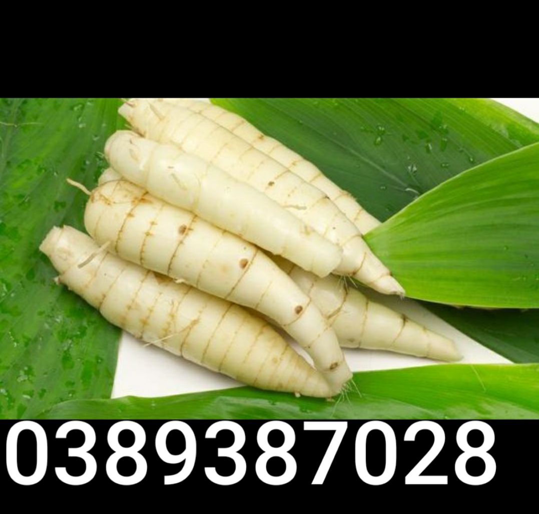 củ ngải trắng, 1kg