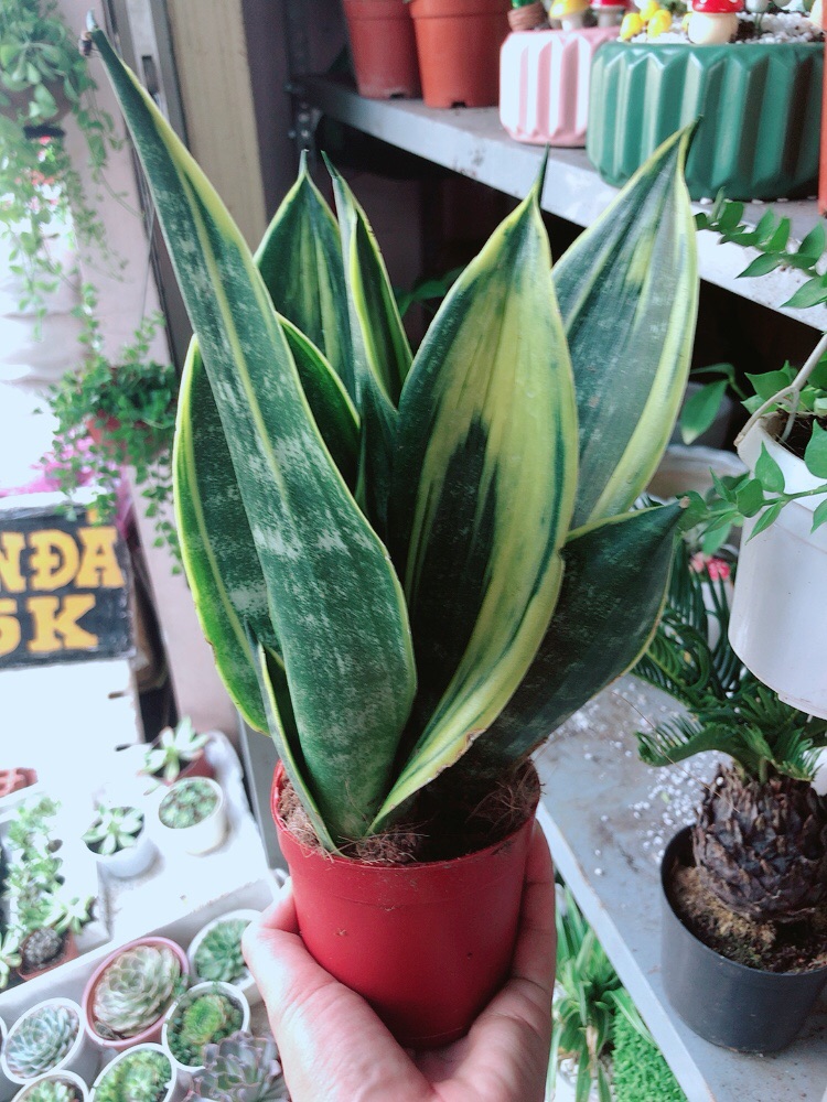 Chậu lưỡi hổ hoàng kim