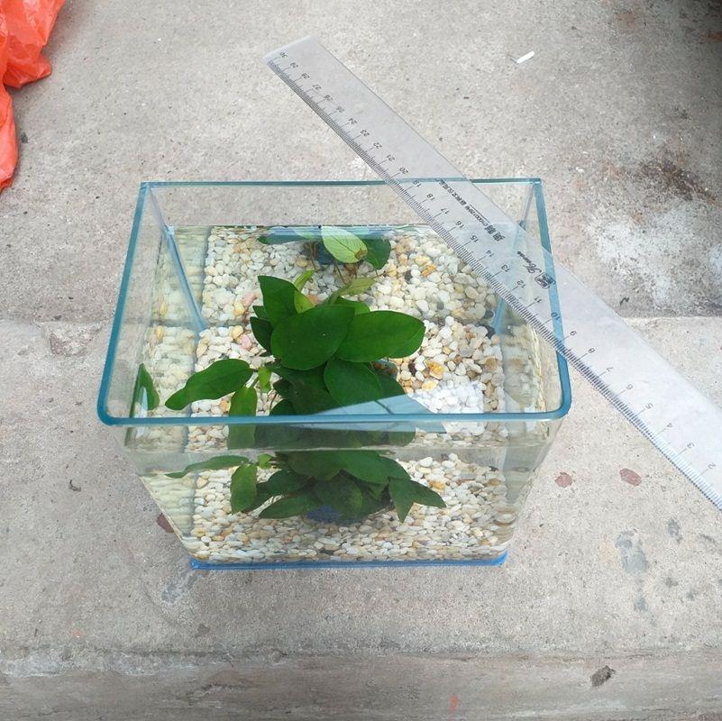 Bể cá mini đúc uốn góc cỡ 18 x 13 x15 cm