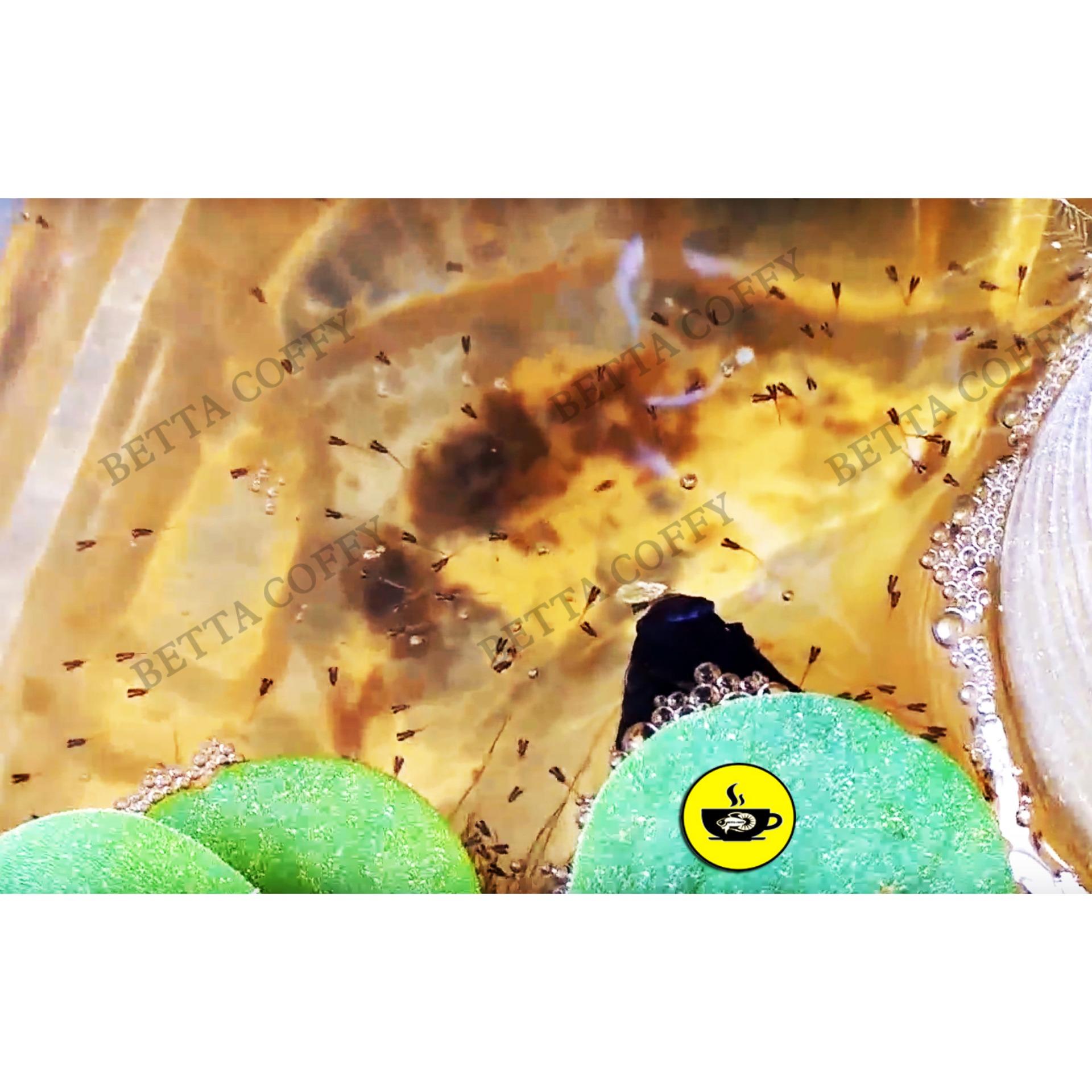 Dung dịch tăng pH nuôi cá - BETTA COFFY
