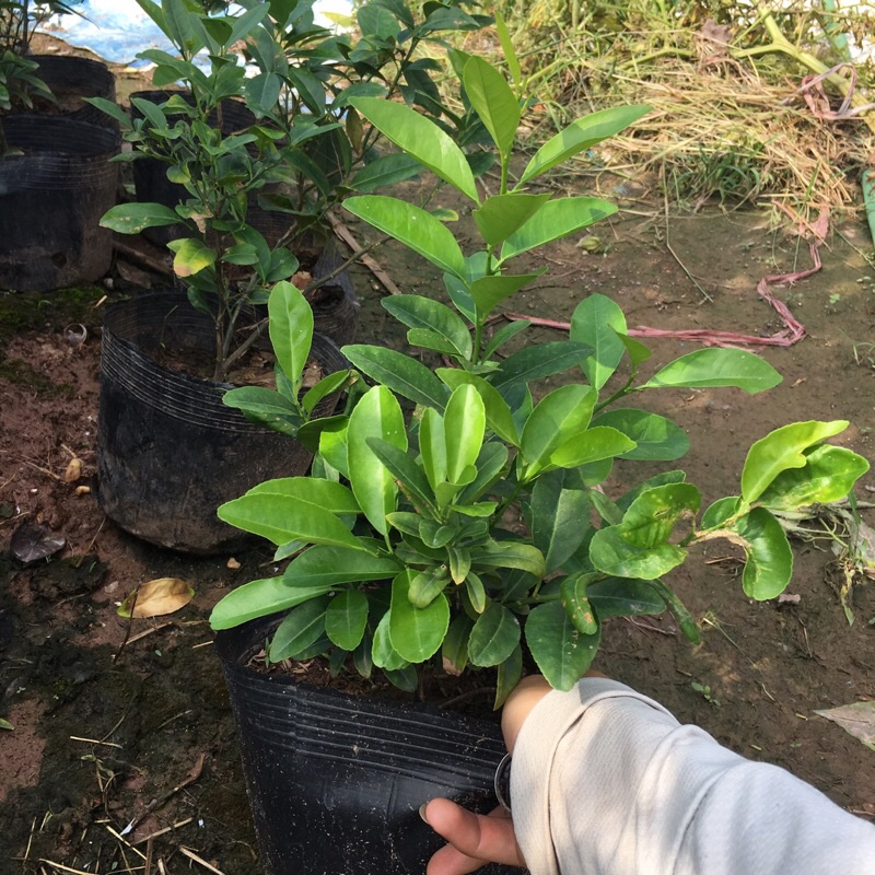 Cây chanh tứ quý (chanh ta) tán xum (Cây như hình)