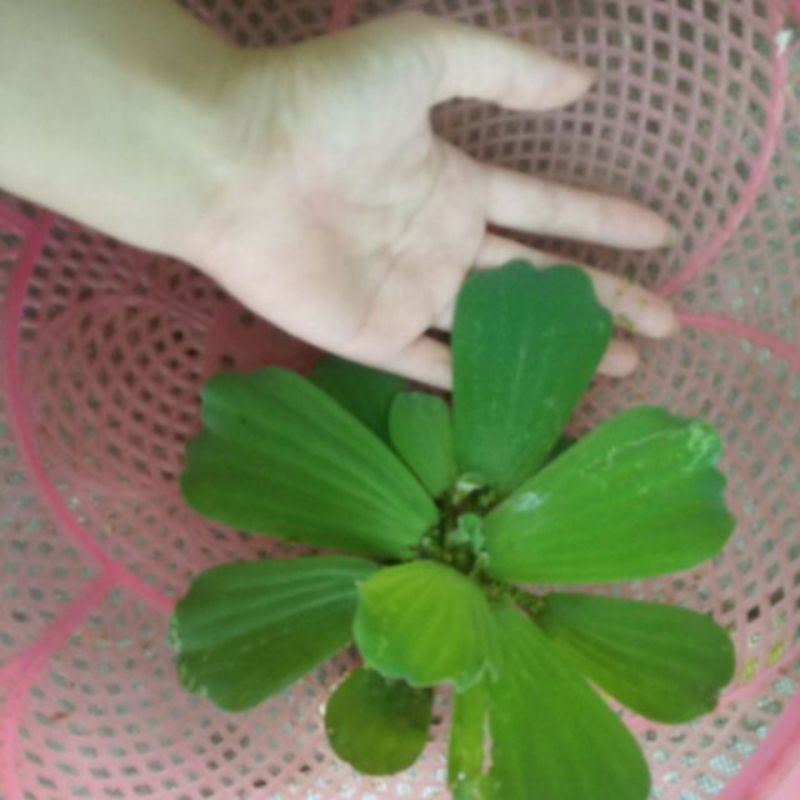 BÈO CÁI TO, bèo tai tượng (phù bình)